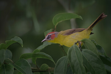 El Amarillo en la naturaleza.