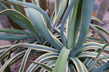 Obraz premium 群生する斑入りアガベ