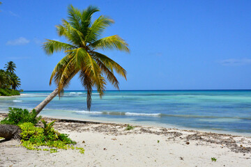 Naklejka na ściany i meble Saona Island, Dominican Republic - Palm tree on Isla Saona, Caribbean coast, white sand beach and turquoise sea