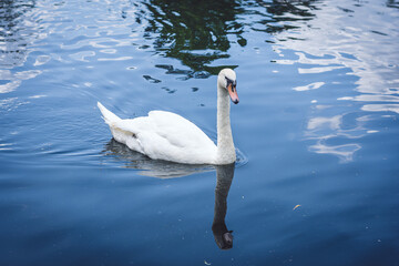 White beautiful swan on the water