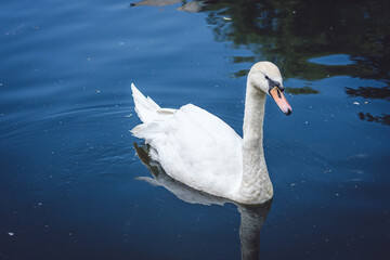 White swan on the lake.