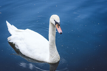 White swan on the lake.