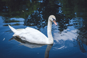 Swan on the lake