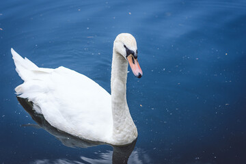 Swan on the water