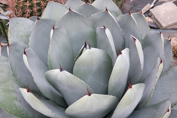 アガベ　パリーのロゼット