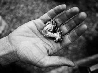Shitake Mushrooms form WT Farmer's Market