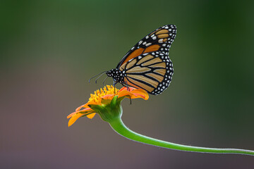 Monarch Butterfly on Mexican Sunflower