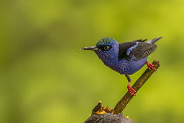 Red-legged Honeycreeper Perched on Branch