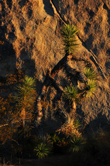 Detail of a Joshua tree (Yucca brevifolia) at sunset against a big boulder, Joshua Tree National Park, California, USA