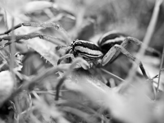 Large Wolf Spider