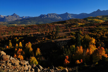 Late afternoon on the fall foliage up the slopes of the Sneffels Range of the San Juan mountains, as seen from the Dallas Divide, near Ridgway, Colorado, USA
