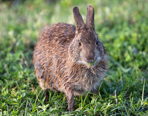marsh rabbit nibbling