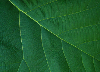 green leaf background with a beautiful leaf border pattern                     