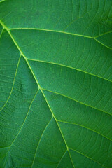 green leaf background with a beautiful leaf border pattern                     