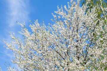 Blooming apricot, apple, pear, cherry tree at spring, pink white flowers blossom on branch macro in garden backyard against blue sky in sunny day close up.nature beautiful landscape