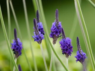 Lavender multi-cut (lat. Lavandula multifida) plant