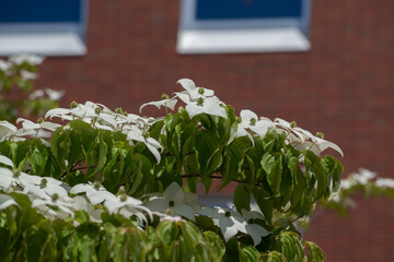 満開の白いヤマボウシの花
