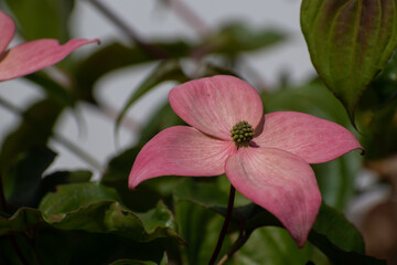 満開の赤いヤマボウシの花
