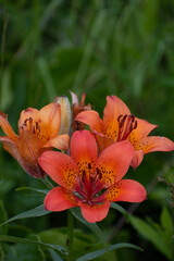 オレンジ色のユリの花　エゾスカシユリ
