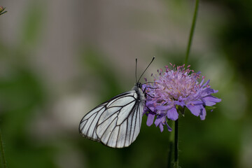 エゾシロチョウと紫色のマツムシソウ
