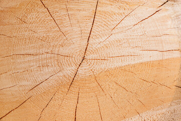 Slice of the wood timber background.