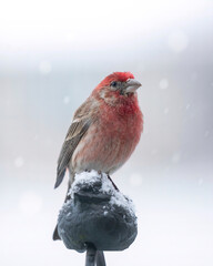 House finch  Closeup in Snow