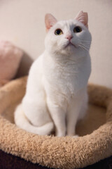 白の保護猫（a cute white rescued cat）