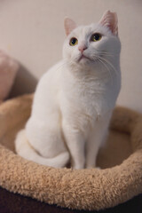 白の保護猫（a cute white rescued cat）