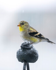 Goldfinch Closeup