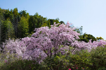 Obraz premium 日本の桜