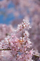 日本の桜