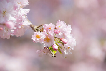 日本の桜