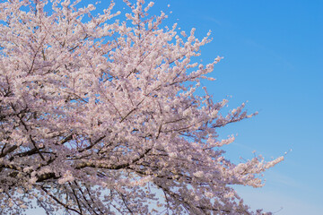 日本の春の桜