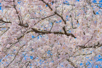 日本の春の桜