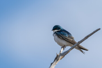Swallow on branch