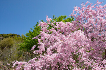 Obraz premium 日本の桜