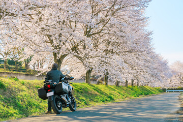 Obraz premium バイクで桜並木ツーリング