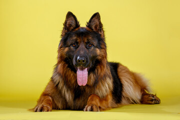 German shepherd dog in studio