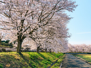 Obraz premium 満開の桜並木