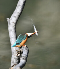 小魚を獲ったカワセミ
