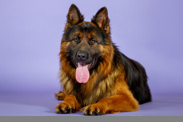 German shepherd dog in studio