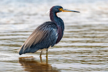Portrait of a Little Blue Heron (Egretta caerulea) in Myakka river (Sarasota, FL) looking for its next meal.