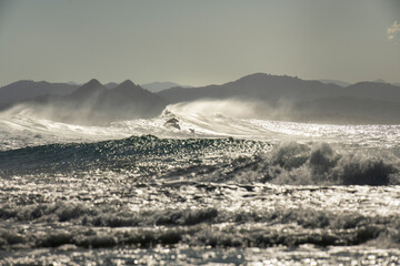 Dolphin at sunset, Byron Bay Australia