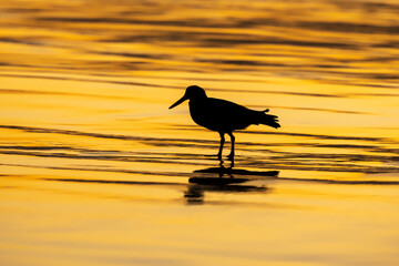 Sea bird on the beach at sunset, Byron Bay, Australia