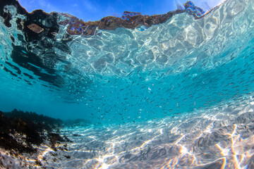 Fototapeta na wymiar Underwater paradise, Jervis Bay, Australia