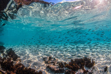 Underwater paradise, Jervis Bay, Australia