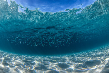 Underwater paradise, Jervis Bay, Australia