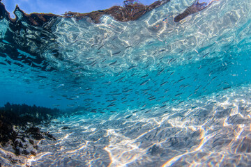 Underwater paradise, Jervis Bay, Australia