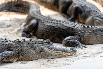 close up of a alligators on river bank
