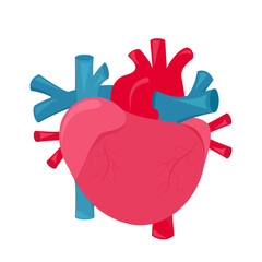 Hand illustration of the human heart